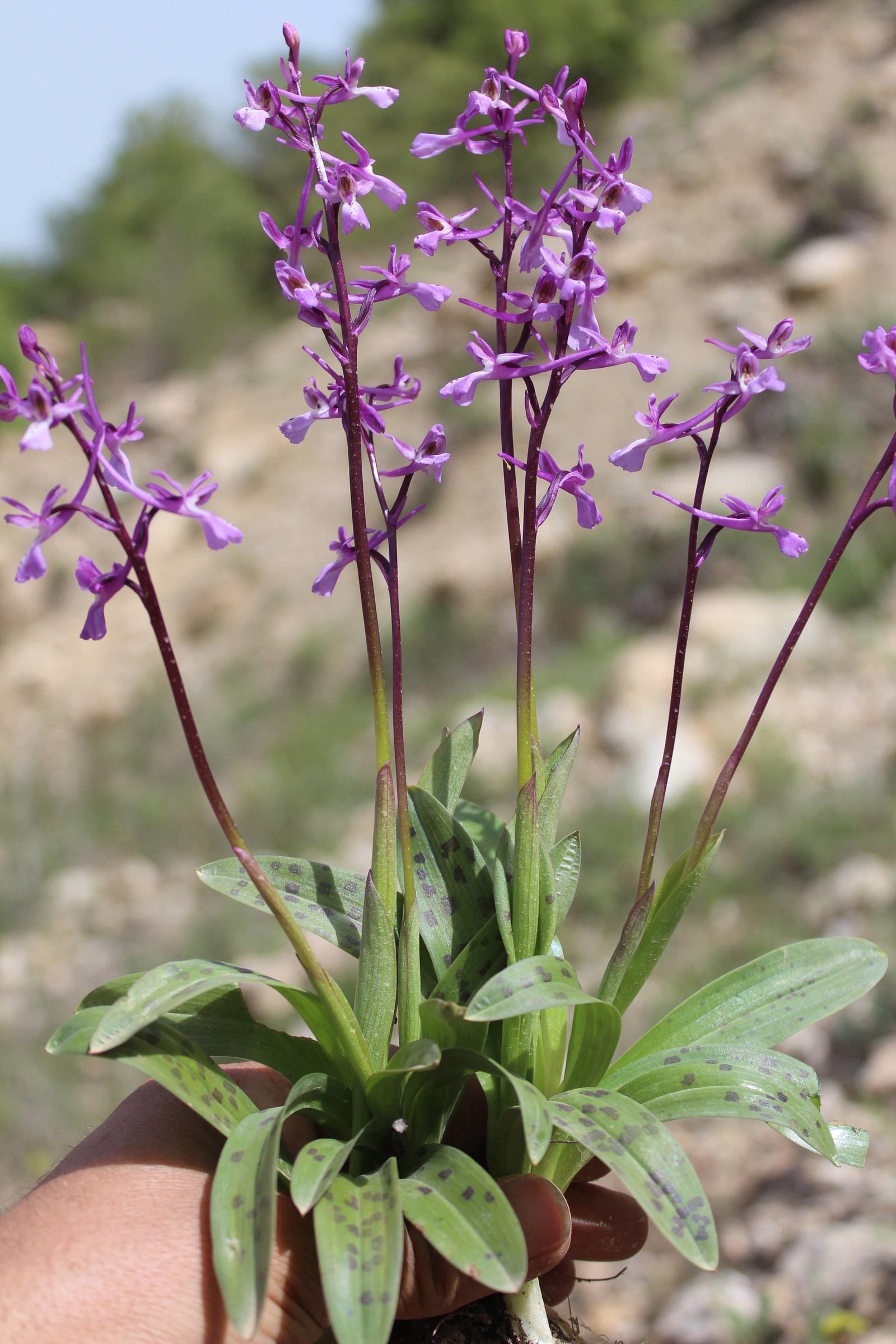 Orchis anatolica Boiss.